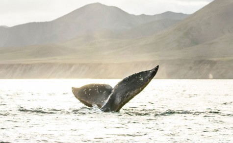 KAMCHATKA ADVENTURE CONTINUED