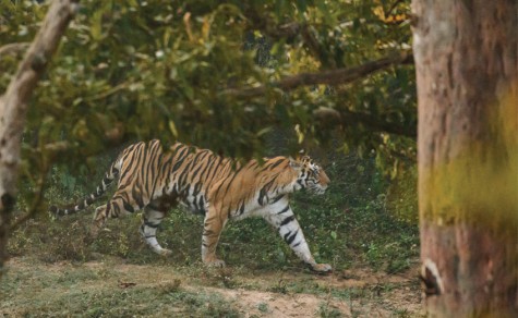 KANHA