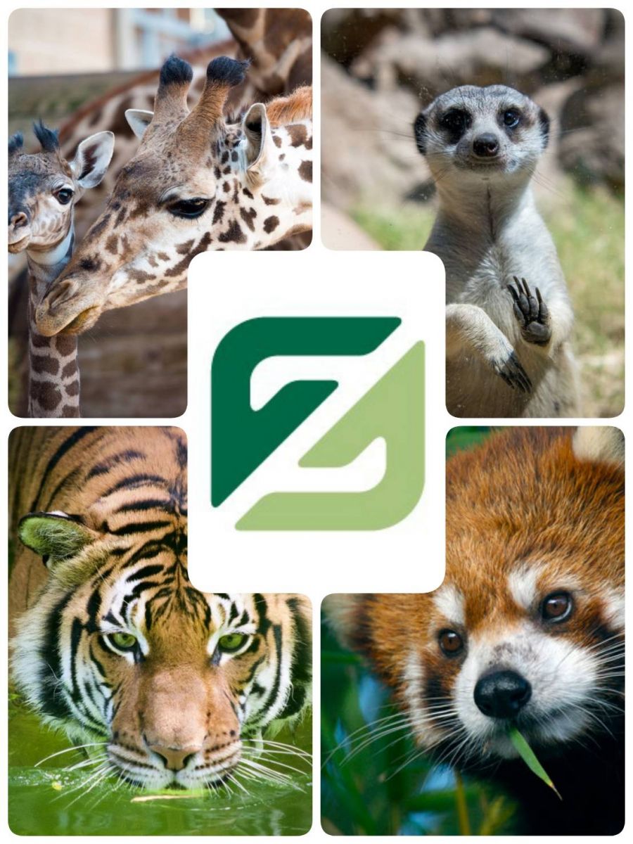 Zoo Live Camera around the world during New Normal time.