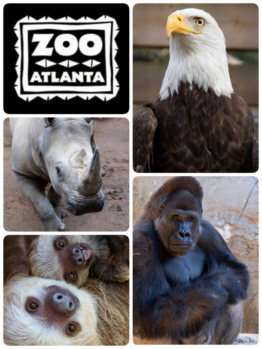 Zoo Live Camera around the world during New Normal time.