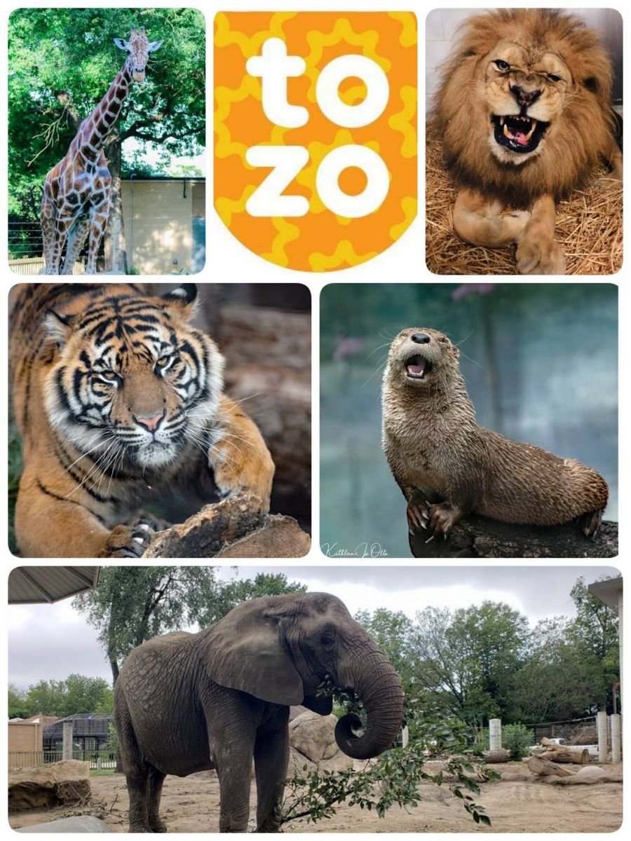 Zoo Live Camera around the world during New Normal time.