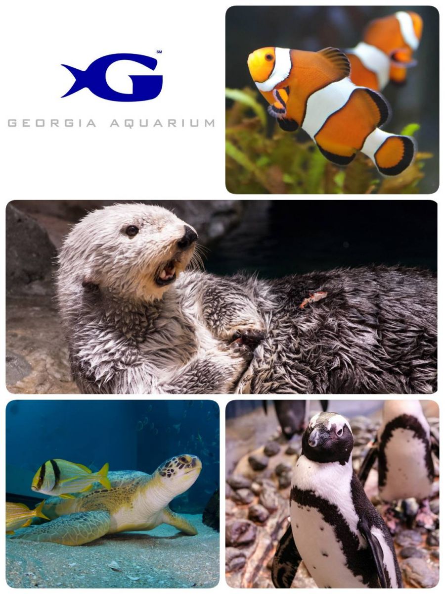 Aquarium Virtual tours around the world during New Normal time.