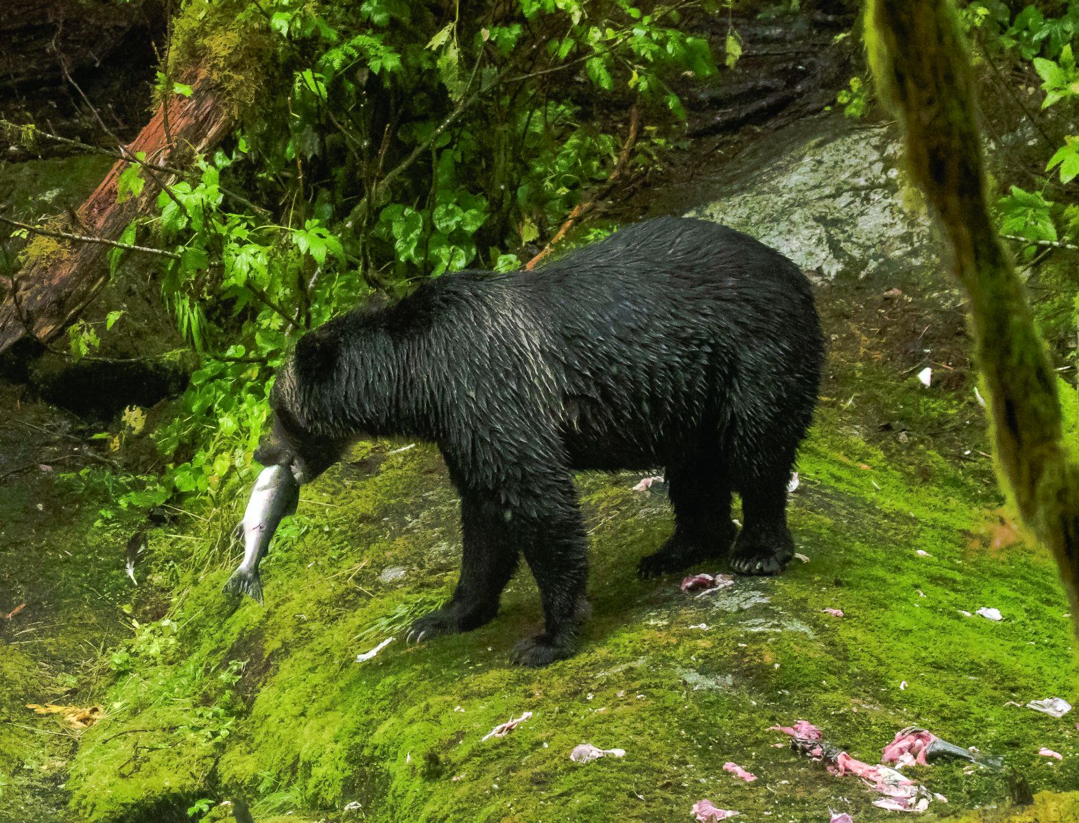 Exploring the Great Bear Rainforest of Canada