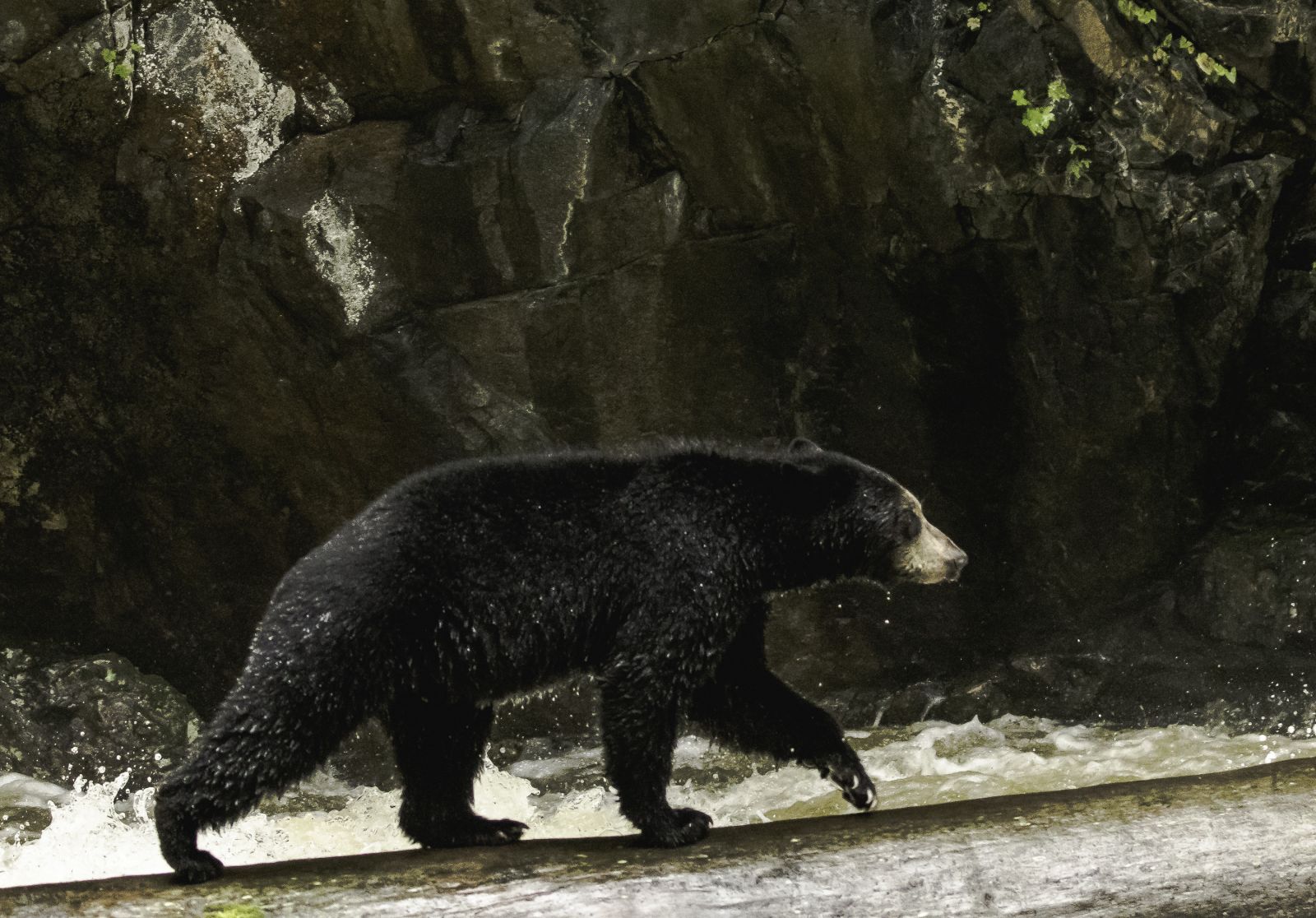 Exploring the Great Bear Rainforest of Canada (Part 2)