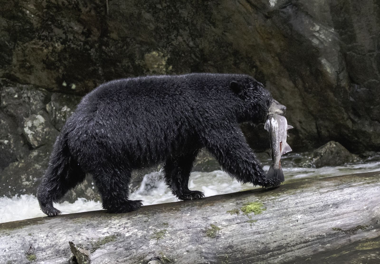 Exploring the Great Bear Rainforest of Canada (Part 2)