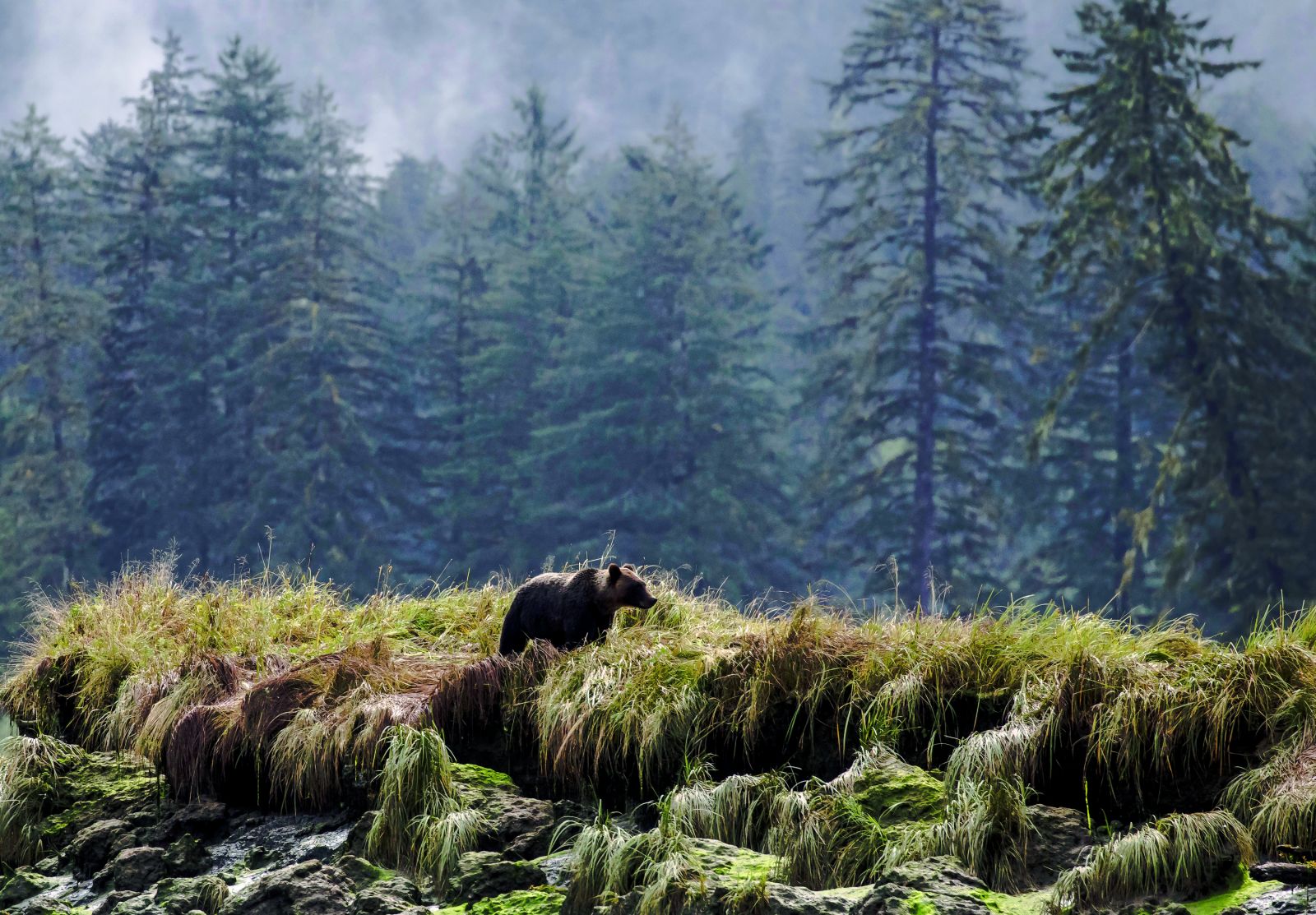 Exploring the Great Bear Rainforest of Canada
