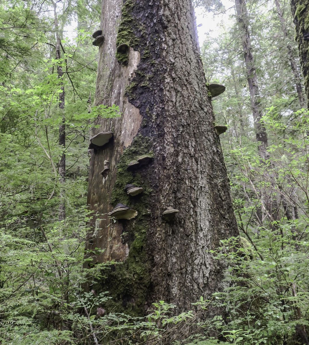Exploring the Great Bear Rainforest of Canada (Part 2)