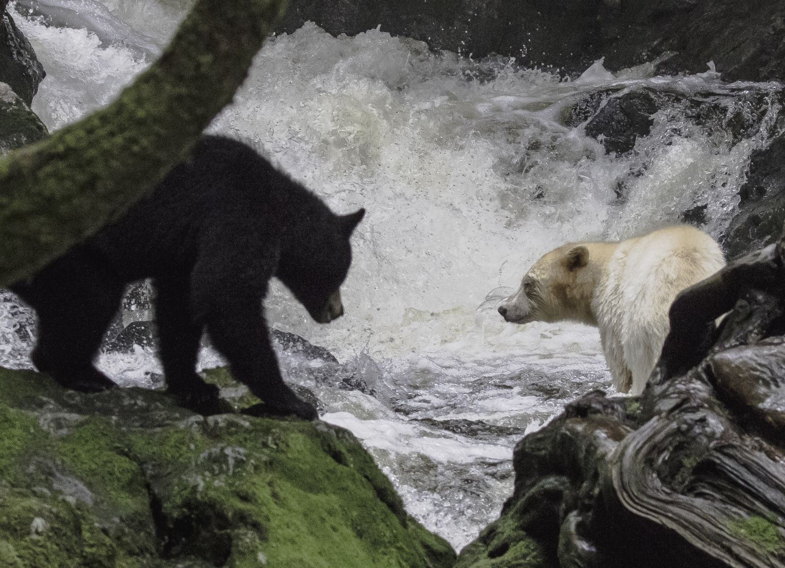 Exploring the Great Bear Rainforest of Canada (Part 2)
