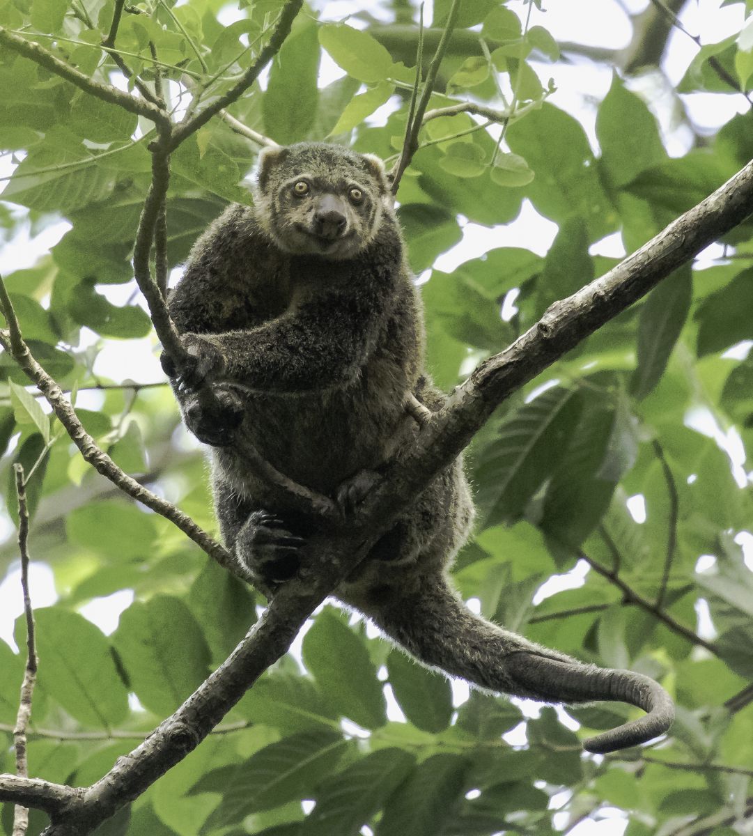 The Search for Rare and Wonderful Wildlife in North Sulawesi 