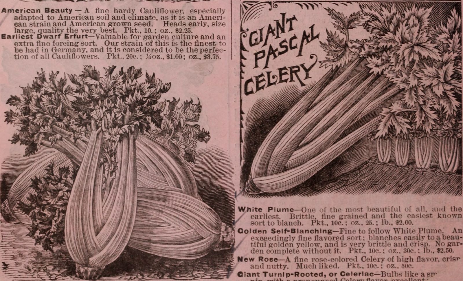 Getting Healthy with Celery