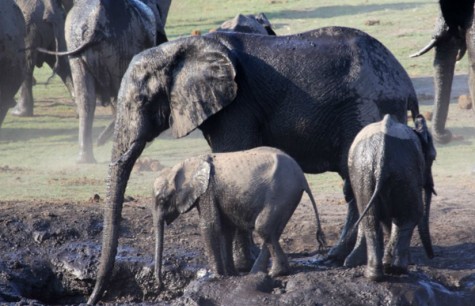 IN SEARCH OF THE BIG FIVE