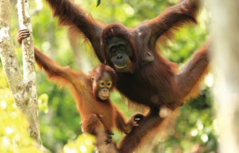 SEARCHING FOR INDONESIA'S WILDLIFE THREATENED SPECIES