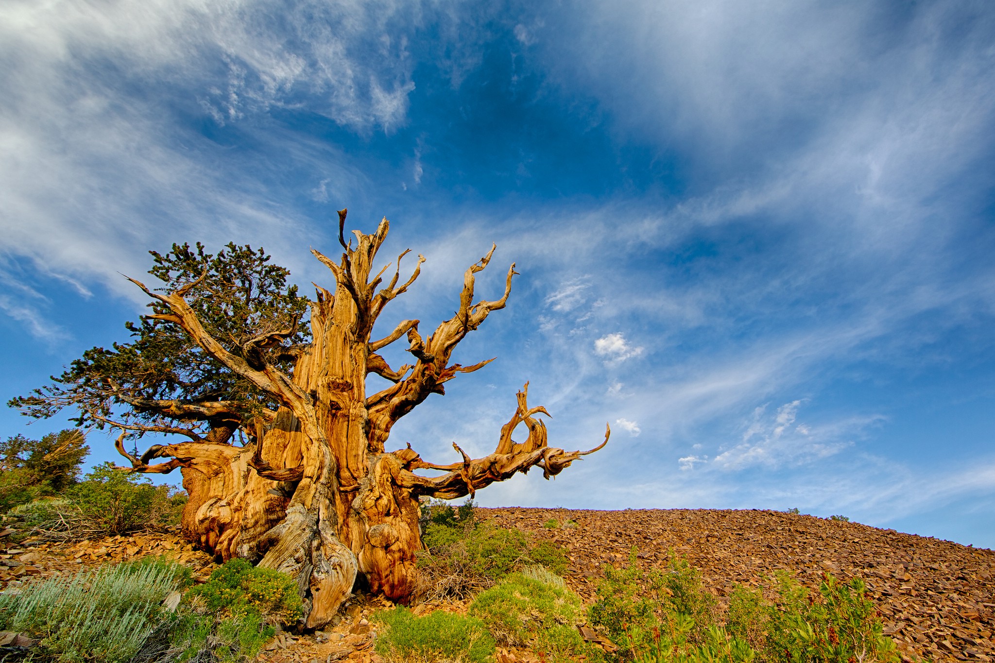 The 5 Strange Trees, which the wonders of Nature in the World.