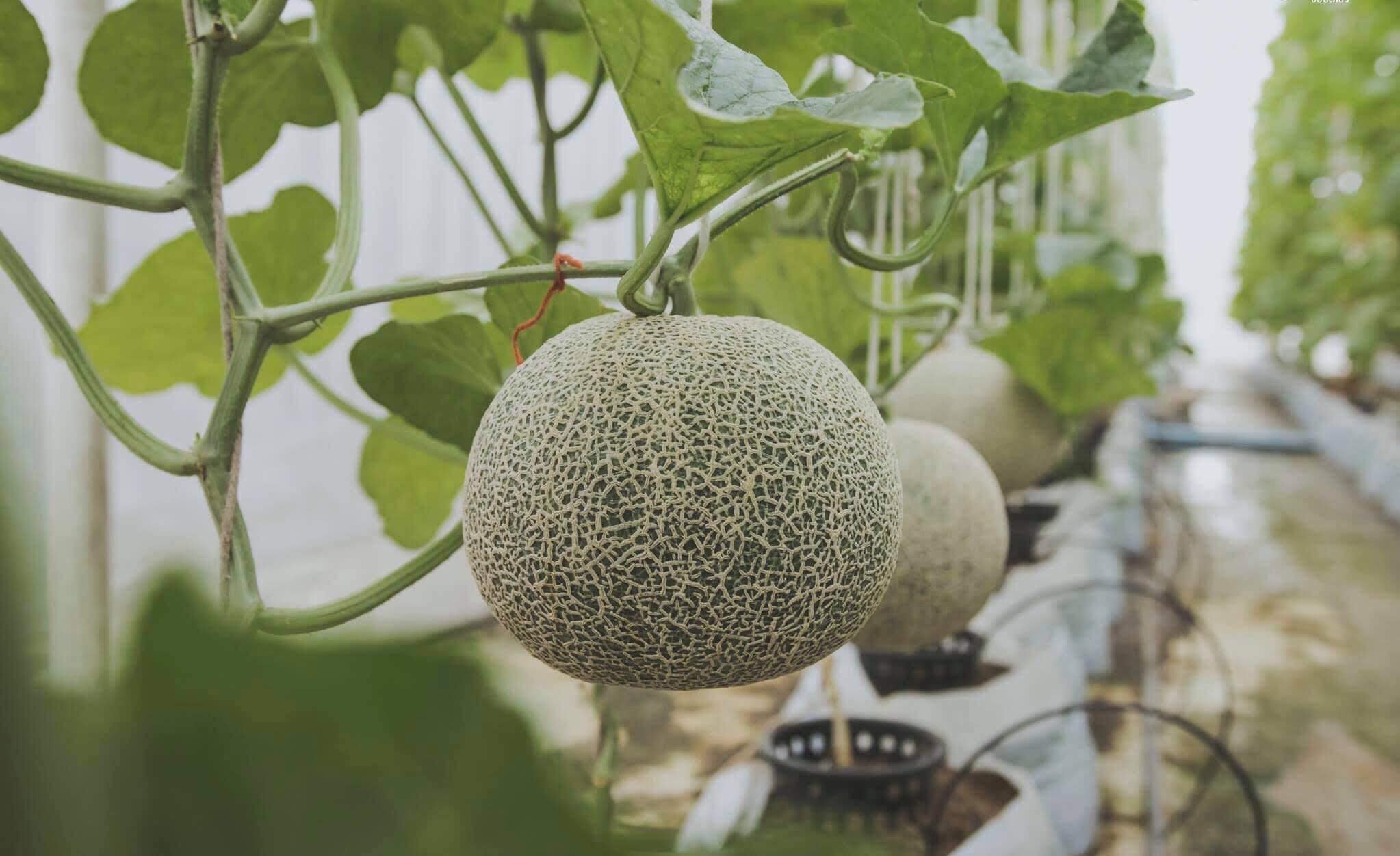10's point of the beautiful melon farm which guarantees that all