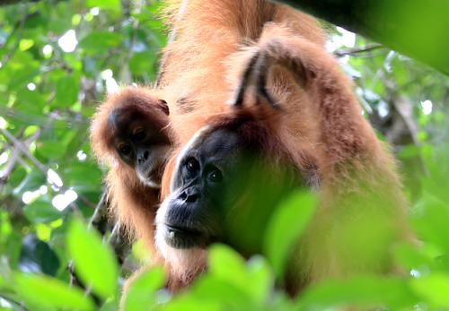 Trekking Northern Sumatran Jungle