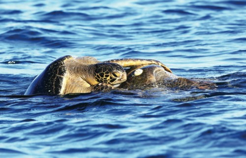 Photographing The Galapagos Wildlife (part2)