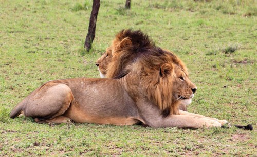 The Lions Of Serengeti