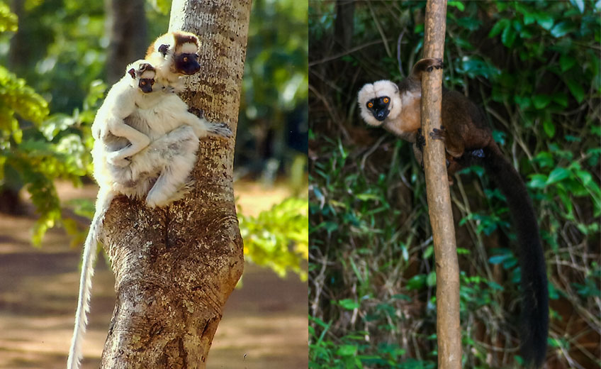 Lemurs Of Madagascar