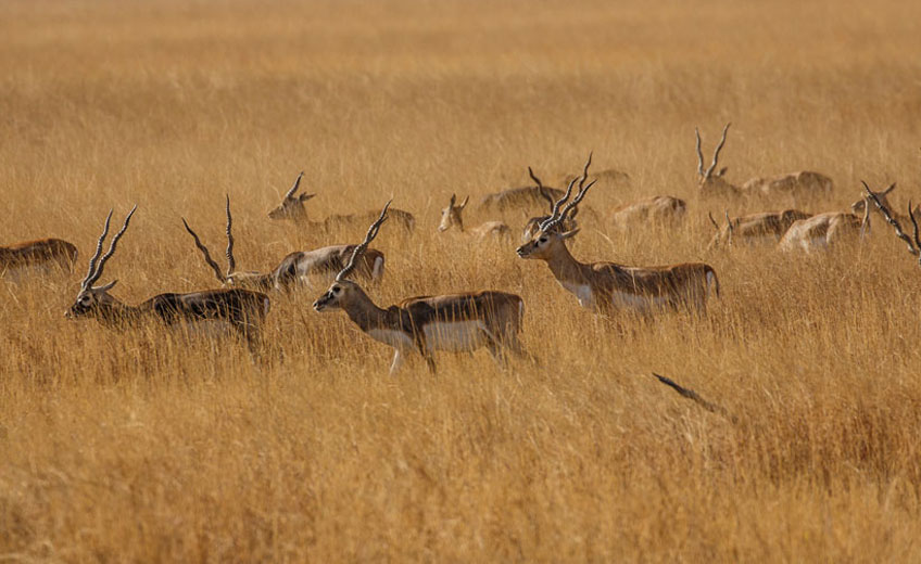 Velavadar National Park