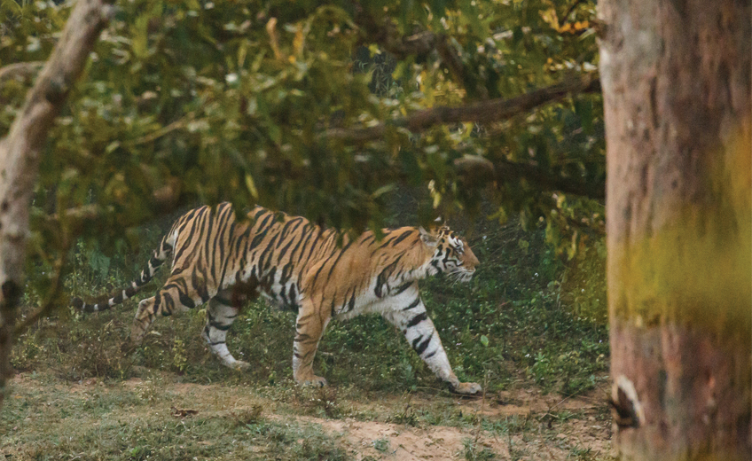 Kanha