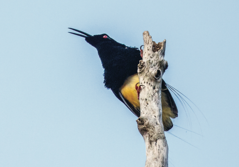 West Papua: In Search Of The Birds Of Paradise