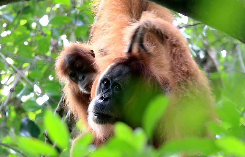 Trekking Northern Sumatran Jungle