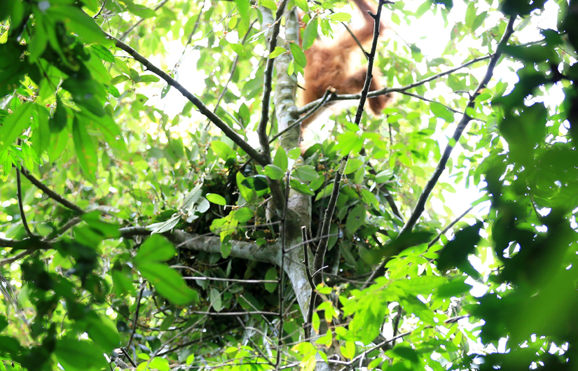 Trekking Northern Sumatran Jungle