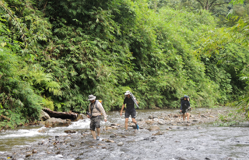 Trekking Northern Sumatran Jungle