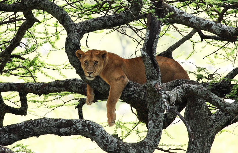 In Search Of The Big Five