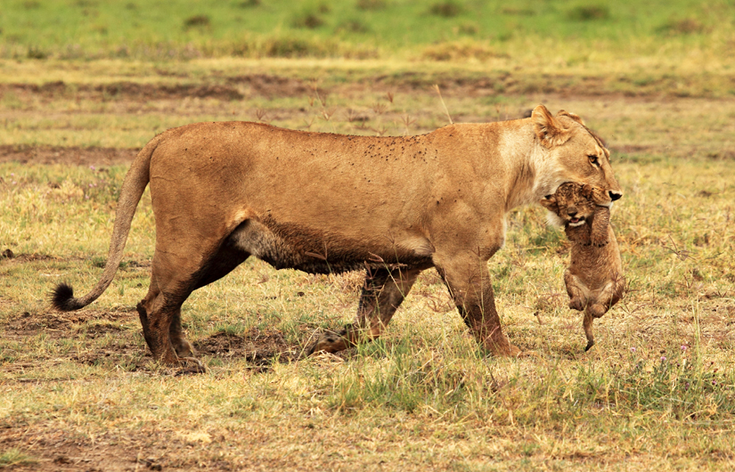 In Search Of The Big Five