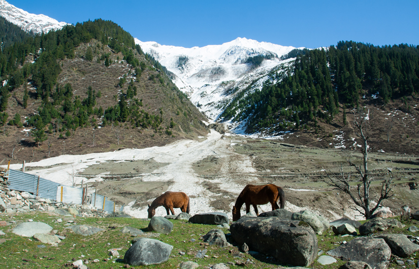 Kashmir Dreaming