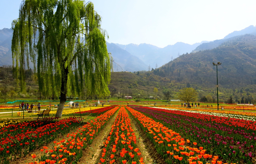 Kashmir Dreaming