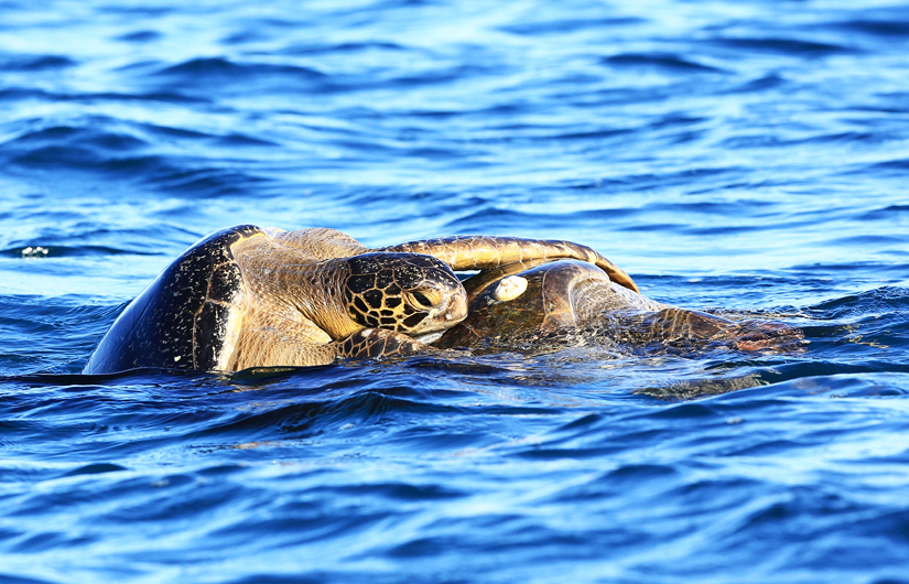 Photographing The Galapagos Wildlife (part2)