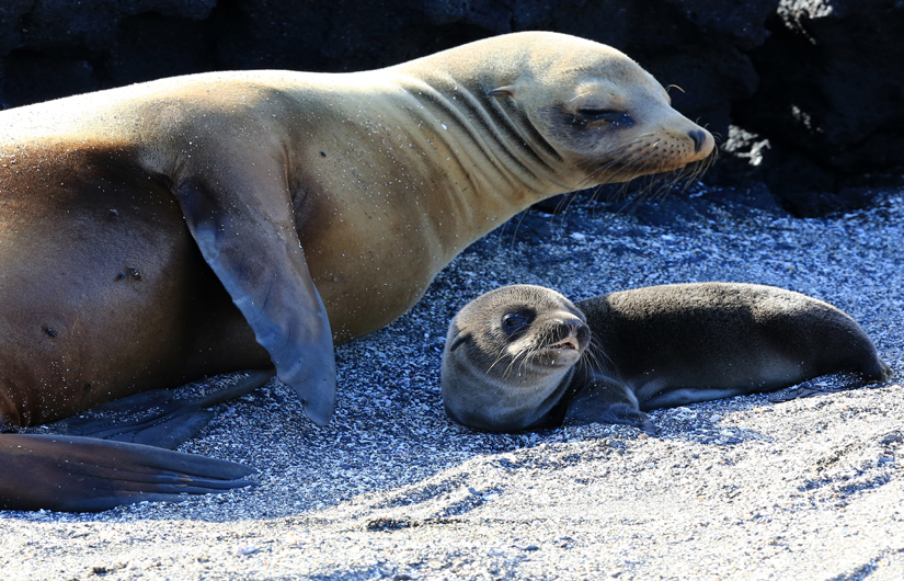 Photographing The Galapagos Wildlife (part2)