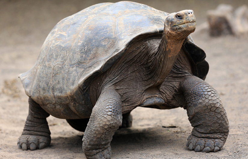 Photographing The Galapagos Wildlife (part2)