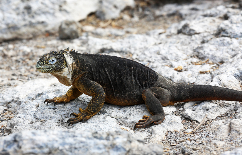 Photographing The Galapagos Wildlife (part2)