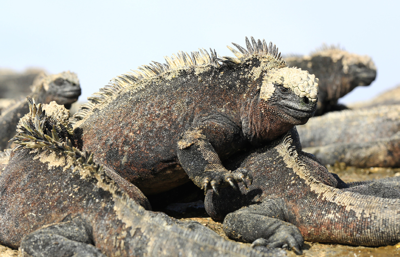 Photographing The Galapagos Wildlife (part2)