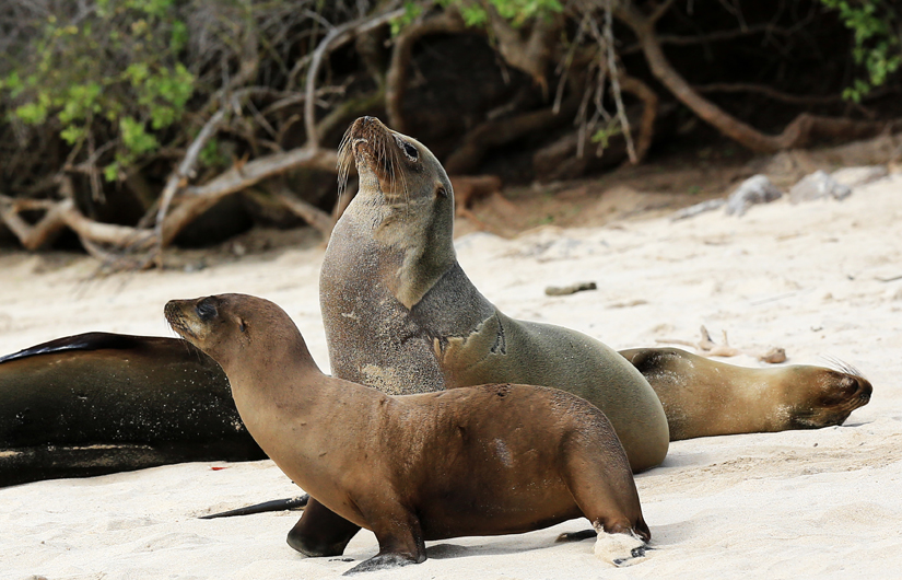 Photographing The Galapagos Wildlife (part2)