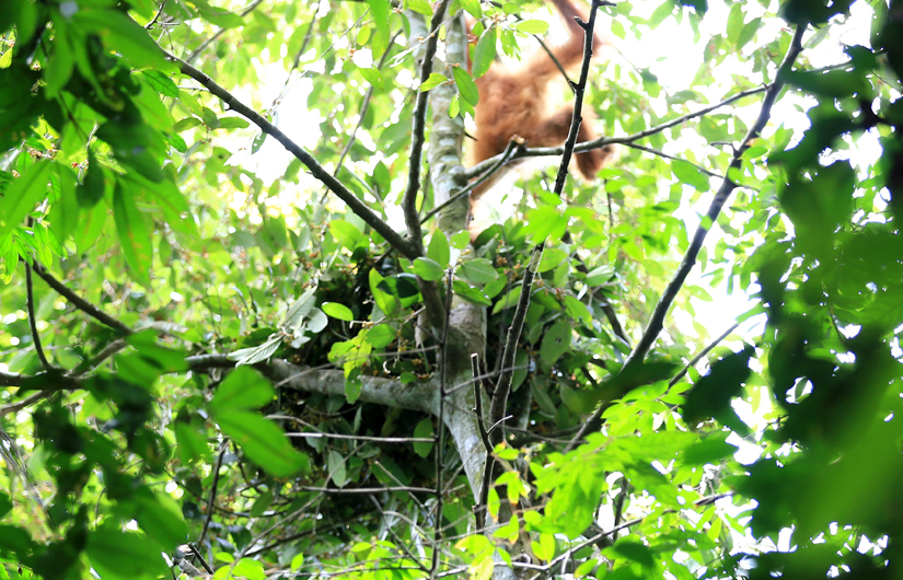 Searching For Indonesia's  Wildlife Threatened Species