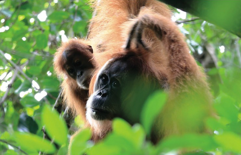 Searching For Indonesia's  Wildlife Threatened Species