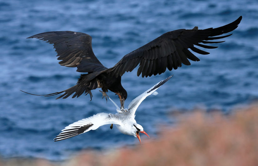 Photographing The Galapagos Wildlife (part1)