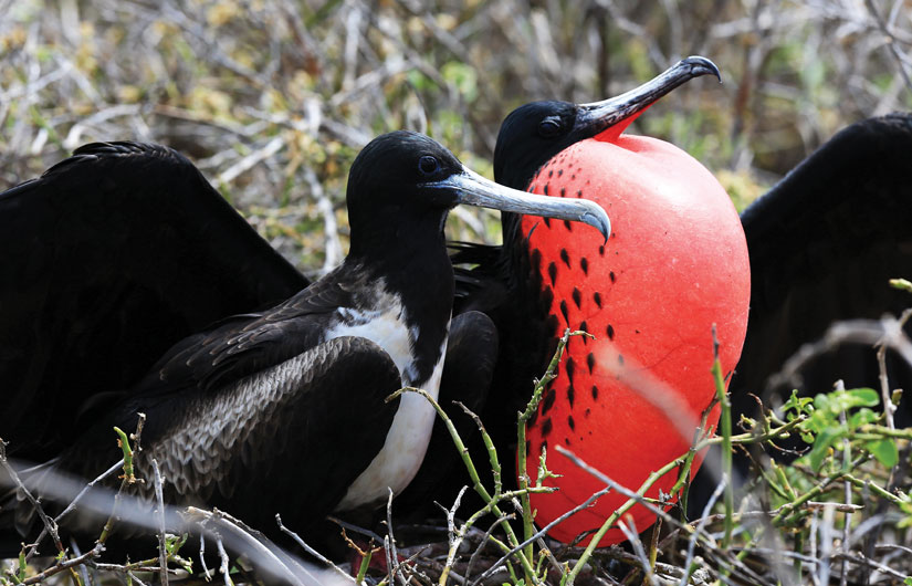 Photographing The Galapagos Wildlife (part1)