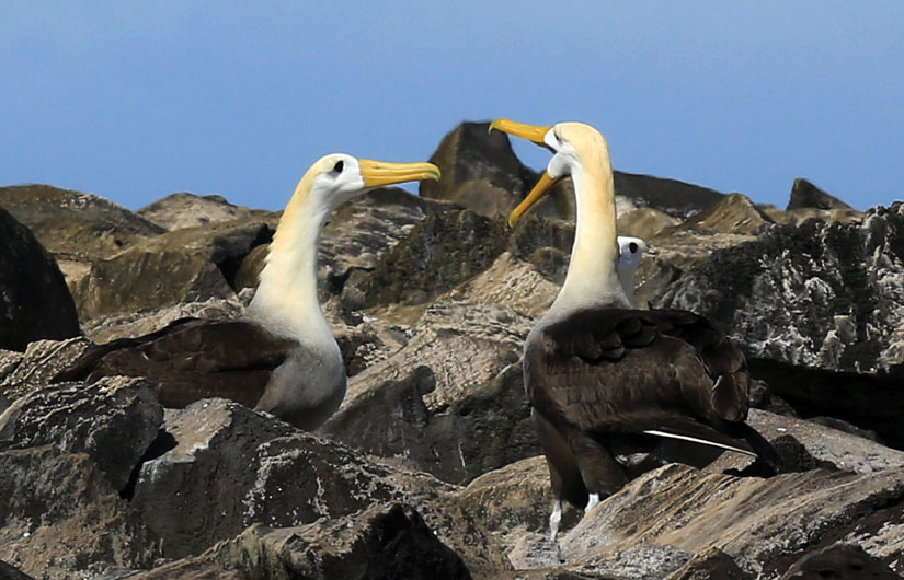 Photographing The Galapagos Wildlife (part1)
