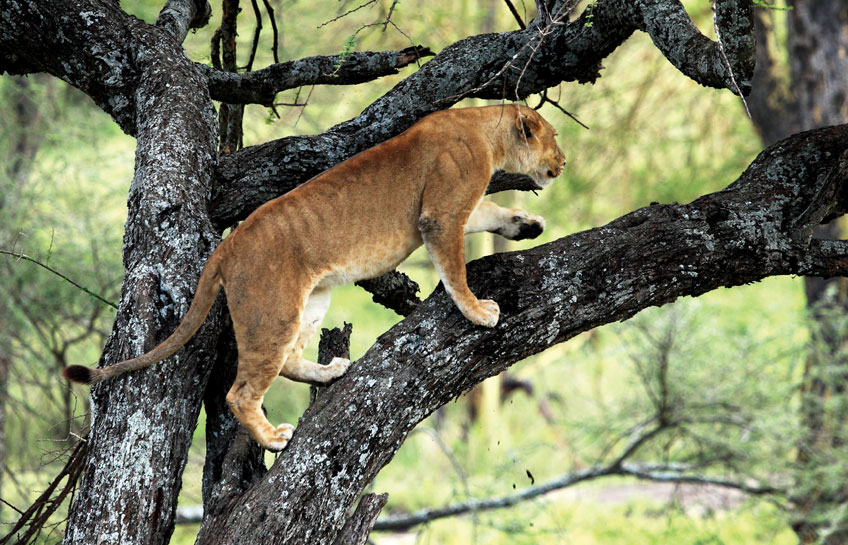 The Lions Of Serengeti