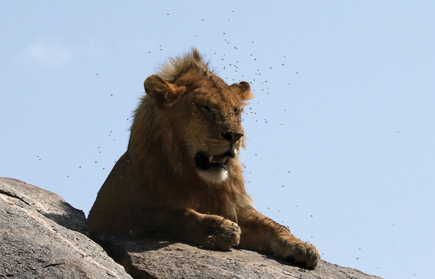 The Lions Of Serengeti