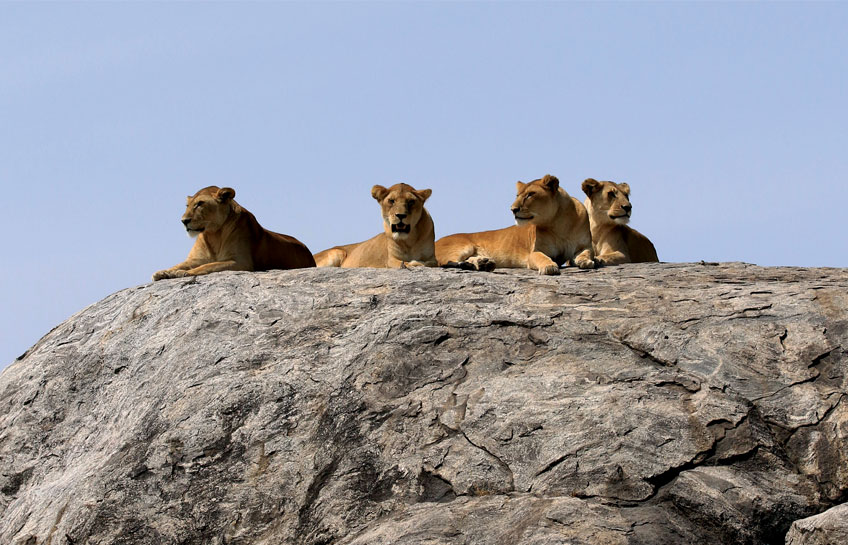 The Lions Of Serengeti