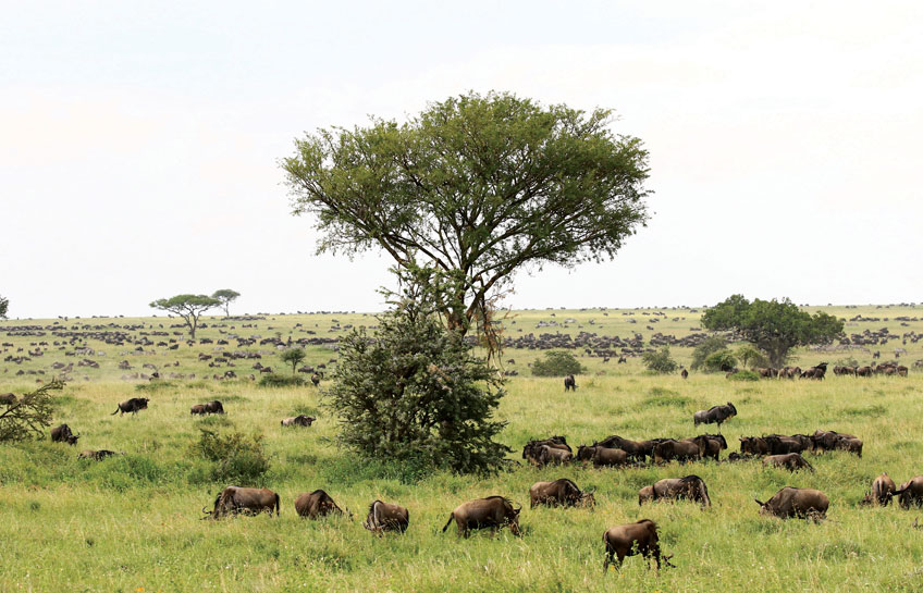 The Lions Of Serengeti