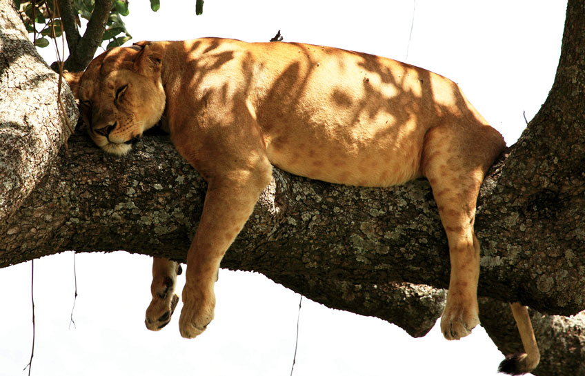 The Lions Of Serengeti