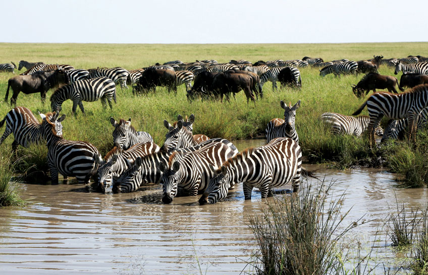 The Lions Of Serengeti