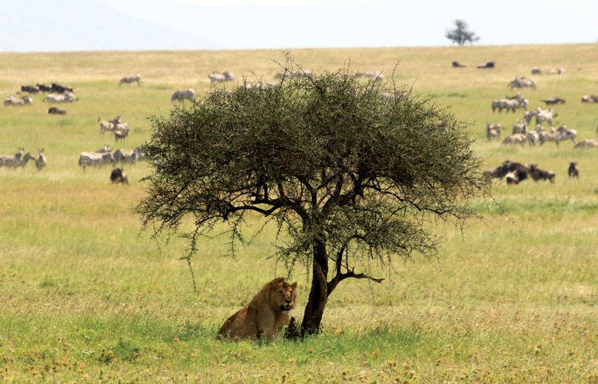 The Lions Of Serengeti